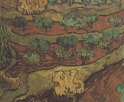 Vincent Van Gogh Olive Trees against a Slope of a Hill (nn04)